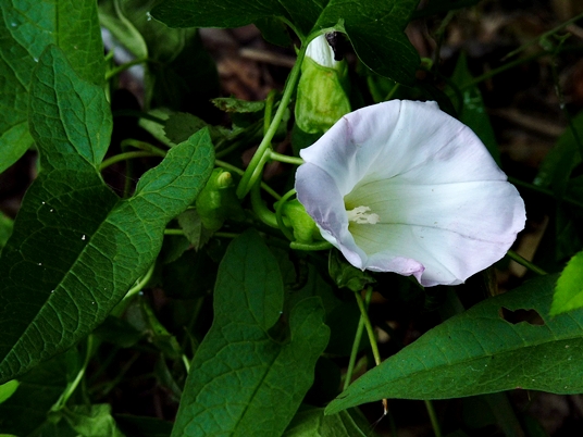{Calystegia silvatica}